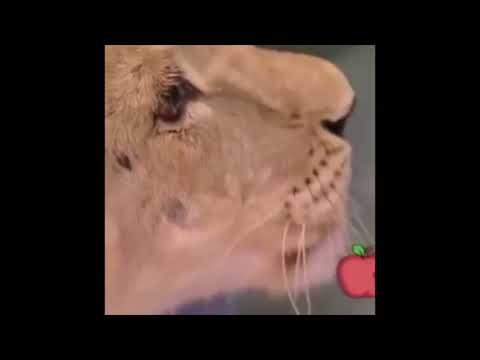 dank memes v11 mexicano youtube hqdefault?sqp= oaymwEXCNACELwBSFryq4qpAwkIARUAAIhCGAE=&rs=AOn4CLA4Z8lt1LOdWz7dR mbEPSGsIfyNQ dank memes v11 mexicano youtube